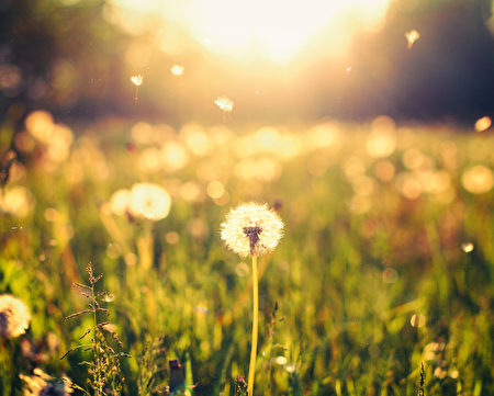 蒲公英在草地上在陽光背景（fotolia）