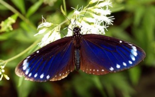 紫斑蝶越冬遷徙 感應清明之氣舞奇景