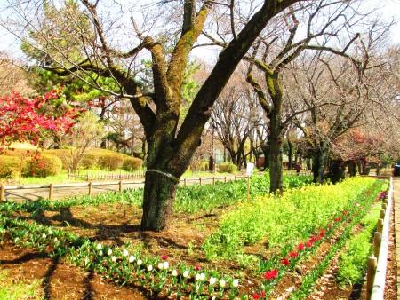 郁金香花圃。(容乃加/大纪元)