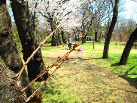 清明节气来临,武藏野公园樱花、春花舒放邀人春游。放下心“花见”正是时候。(容乃加/大纪元)