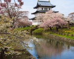 日本的樱花映城楼,为花见的典型丽景。(大纪元)