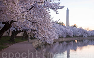 华盛顿樱花含苞待放 即将迎来赏花期