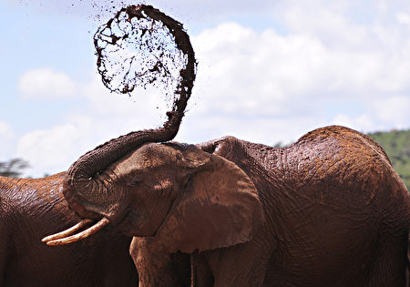 冲澡－2016年1月31日，肯尼亚，一只非洲象将泥土抛到自己身上。(SIMON MAINA/AFP) 