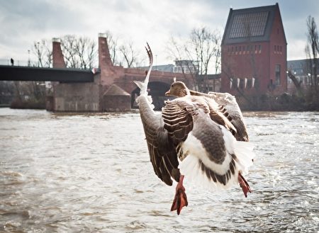 跳水高手－2016年2月12日，德国法兰克福，美茵河畔一只鹅起飞。(FRANK RUMPENHORST/AFP)
