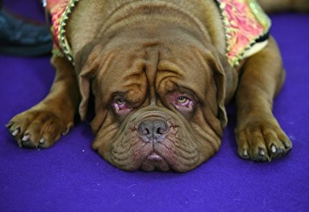 忧郁－2016年2月16日，纽约，一只狗参加威斯敏斯特养犬俱乐部狗展。(Timothy A. CLARY/AFP)