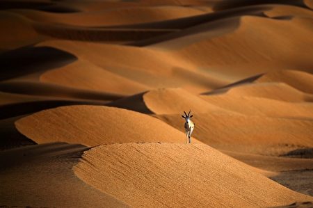 迷途羔羊－2016年3月1日，沙瞪羚在阿拉伯羚羊保护区。(KARIM SAHIB/AFP)