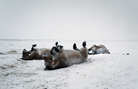 搔痒－2016年1月15日，俄罗斯奥伦堡，普氏原羚马在保护区雪地里翻滚。(TATJANA ZHARKIKH/AFP)