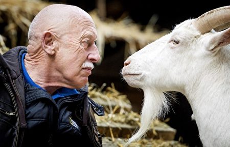干瞪眼－2016年2月17日，电视节目播出，国家地理频道的“不可思议的波尔博士”在阿姆斯特丹Ridammerhoeve山羊养殖场。(KOEN VAN WEEL/AFP)