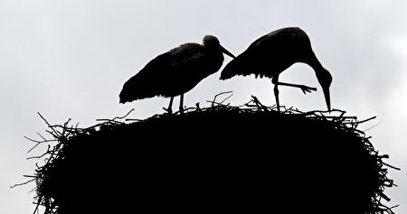 家－2016年2月24日，德国克雷门，两只鹳在筑巢。(Ralf Hirschberger/AFP) 