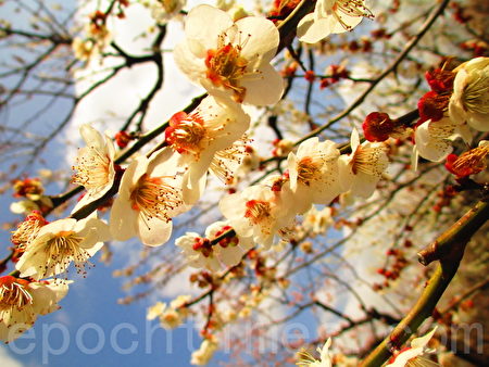 点点梅花天地春，东京乡土之森梅园白加贺梅树盛开。（容乃加／大纪元）