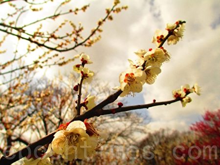 范成大《梅谱》品梅:“梅以韵胜,以格高”。(大纪元)