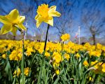 威爾士國花──金黃明艷的黃水仙