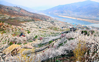 组图：韩国光阳梅花节开幕 风景如画