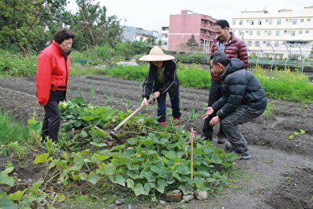 长青学苑种菜做公益。(郭千华/大纪元)