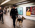 放心去纽约 高级警犬阻绝自杀式炸弹攻击