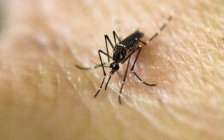 寨卡疫蚊來襲前 美國調集5.89億美元嚴陣以待