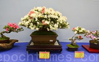 杜鹃盆栽姹紫千红 丰原皋月花季开展