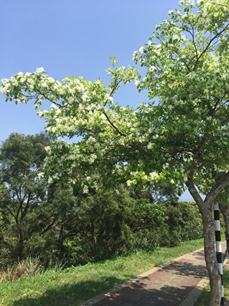 客家園區流蘇花。(客家園區/提供)