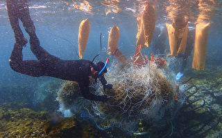 小琉球海洋志工队 让珊瑚重见天日