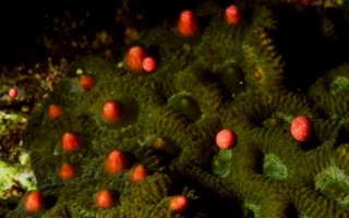 又到垦丁珊瑚产卵季  保育周展开