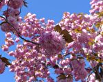紐約進入櫻花季 哪裡賞櫻最有情調