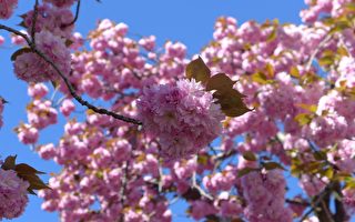紐約進入櫻花季 哪裡賞櫻最有情調