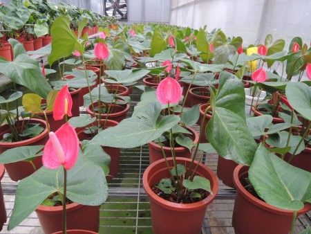 火鶴花新品種 鬱金香外形 | 熱情關懷 | 紅羚 | 衷心的祝福
