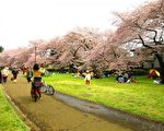組圖：清明花見正當時 野川公園櫻花滿開