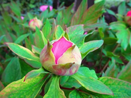 谷雨到了,牡丹花季来临,花苞满孕生命力。(容乃加/大纪元)