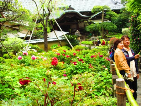东京新宿区下落合町的药王寺,4月16日牡丹花盛开,赏花人三三两两络绎不绝。(容乃加/大纪元)