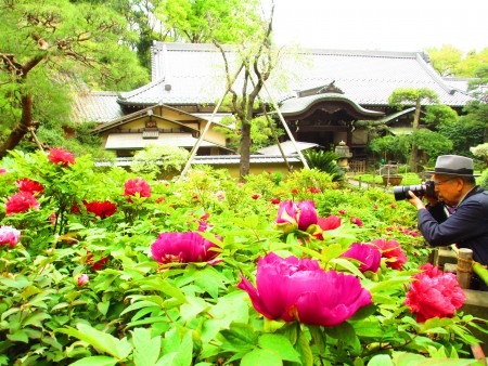 东京新宿区下落合町的药王寺,4月16日牡丹花盛开,赏花人三三两两络绎不绝。(容乃加/大纪元)