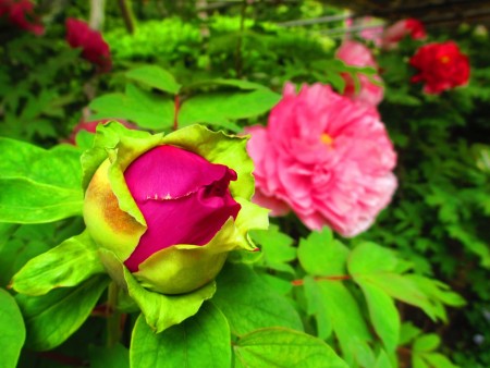谷雨到了,牡丹花季来临,花苞满孕生命力。(容乃加/大纪元)