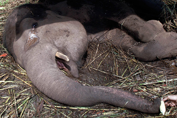 印尼「死亡動物園」 大象雅妮臨死前哭泣