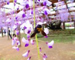 时过境迁一千二百岁,紫藤花开,年年蜂儿依依来徘徊。(可容/大纪元)