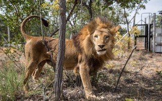 33头南美马戏团狮子获救 首度踏上非洲草原