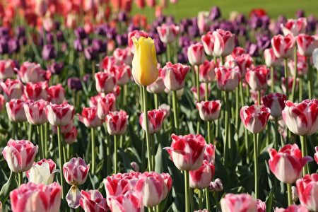 tulip-2