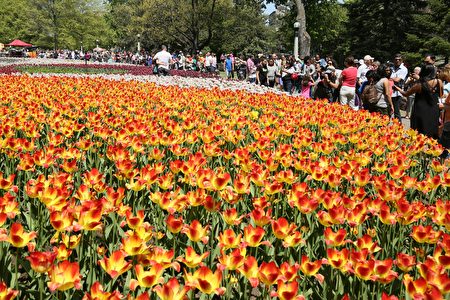 今年第63屆鬱金香節為期12天,從5月12日至23日。上百萬株種類繁多的鬱金香,將再度吸引四面八方的遊客前來「北美鬱金香之都」——渥太華,飽覽絢麗繽紛、爭奇鬥艷的花海,體驗「魔幻之花」的魅力,感受春天的生機盎然。 (任僑生/大紀元)