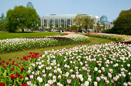 今年第63屆鬱金香節為期12天,從5月12日至23日。上百萬株種類繁多的鬱金香,將再度吸引四面八方的遊客前來「北美鬱金香之都」——渥太華,飽覽絢麗繽紛、爭奇鬥艷的花海,體驗「魔幻之花」的魅力,感受春天的生機盎然。 (任僑生/大紀元)
