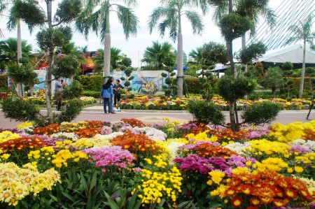 马来西亚年度花卉盛会“2016年布城皇家花卉园艺节”在布城第四区隆重举行。菊花被选定为今年的主题花。 (杨晓慧/大纪元)