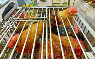 大陸出現今年首宗人類感染H7N9禽流感個案