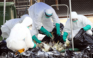 香港當局銷毀4,500活禽