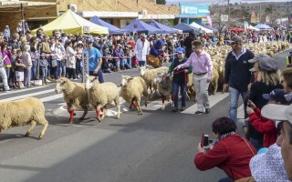 组图：澳洲纽省梅里瓦小镇绵羊节