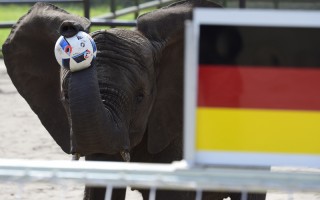 通灵大象预言德国赢乌克兰 再应验