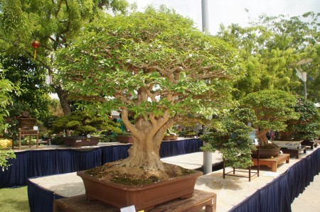 马来西亚年度花卉盛会“2016年布城皇家花卉园艺节”在布城第四区隆重举行。图为今年首次特别增加的盆景和奇石展。(杨晓慧/大纪元)