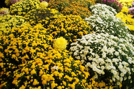 菊花被主办方选定为今年布城皇家花卉园艺节的主题花。 (杨晓慧/大纪元)