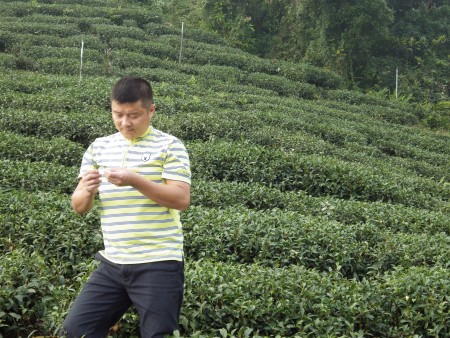 劉充霈堅持從種植無毒茶園做起,3年突破成功。(莊宜真/大紀元)