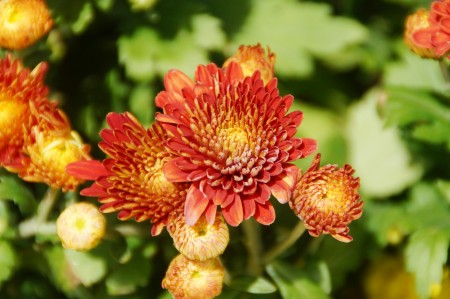 菊花被主办方选定为今年布城皇家花卉园艺节的主题花。 (杨晓慧/大纪元)