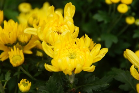 菊花被主办方选定为今年布城皇家花卉园艺节的主题花。 (杨晓慧/大纪元)