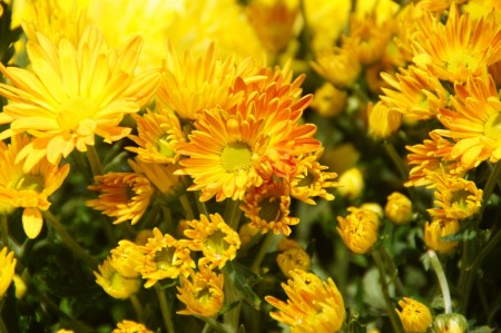 菊花被主办方选定为今年布城皇家花卉园艺节的主题花。 (杨晓慧/大纪元)