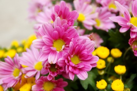 菊花被主办方选定为今年布城皇家花卉园艺节的主题花。 (杨晓慧/大纪元)